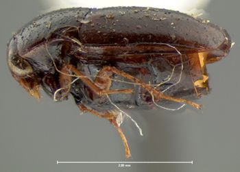 Media type: image;   Entomology 6635 Aspect: habitus lateral view